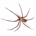 ÖRÜMCEK İLAÇLAMA